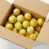 千葉県鴨川市産　鴨川レモン組合の「海と太陽のレモン」（イエローレモン）３ｋｇ