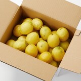 千葉県鴨川市産　鴨川レモン組合の「海と太陽のレモン」（イエローレモン）３ｋｇ・家庭用
