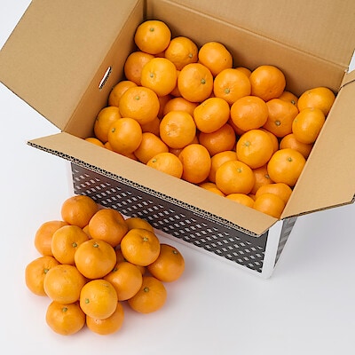 【送料込み】和歌山県産　早和果樹園の「有田みかん」　約１０ｋｇ