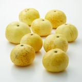 和歌山県産　早和果樹園春のかんきつ「早和の香」　約４ｋｇ