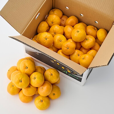 【送料込み】小林果園の温州みかん１０ｋｇ