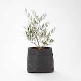 花・インテリアグリーン