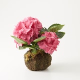 母の日　あじさいの苔玉　ピンク