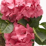 母の日　あじさいの苔玉　ピンク