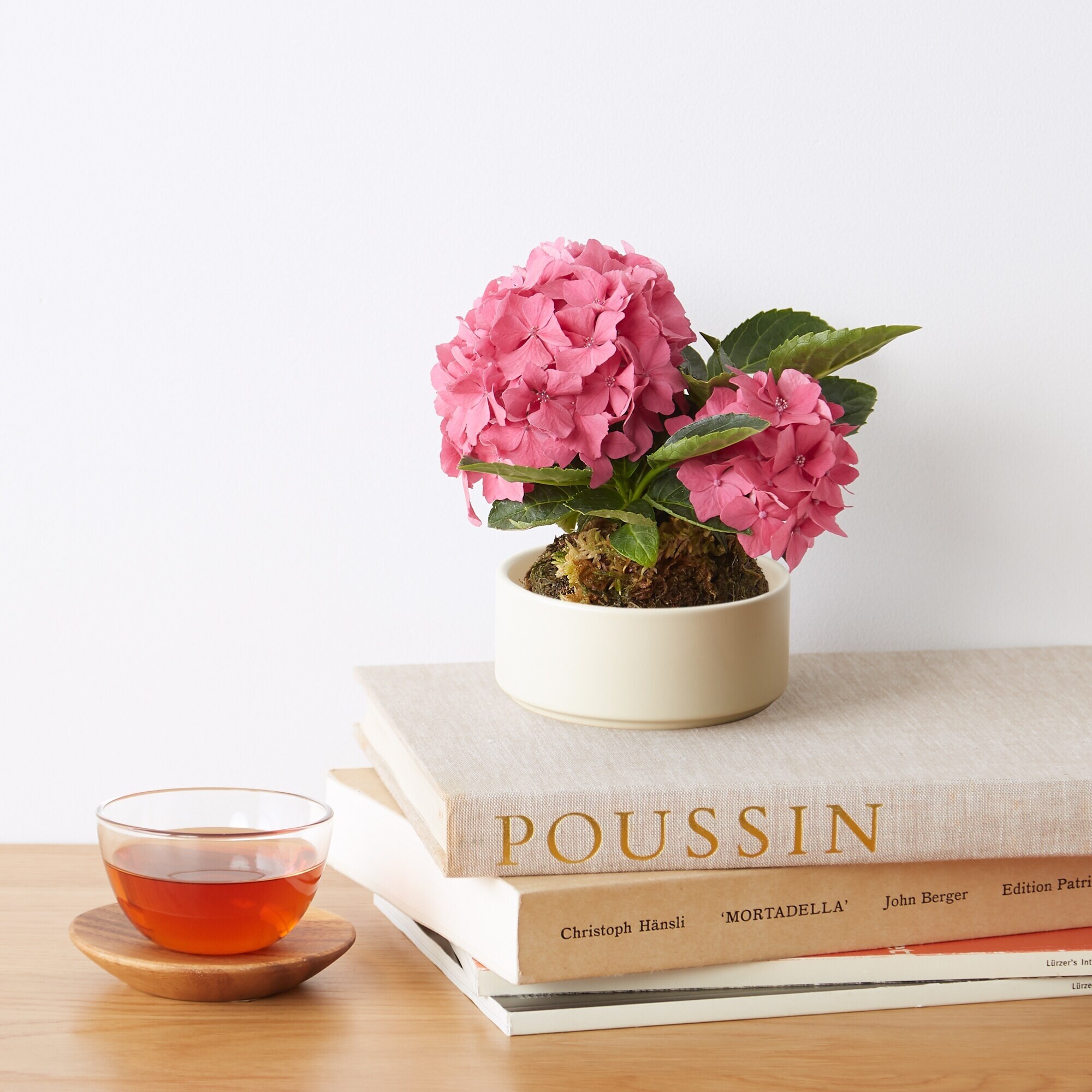 母の日　あじさいの苔玉　ピンク