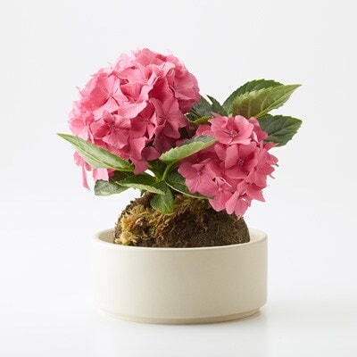 母の日　あじさいの苔玉　ピンク