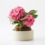 母の日　あじさいの苔玉　ピンク