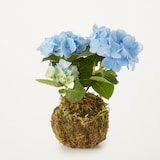母の日　あじさいの苔玉　ブルー