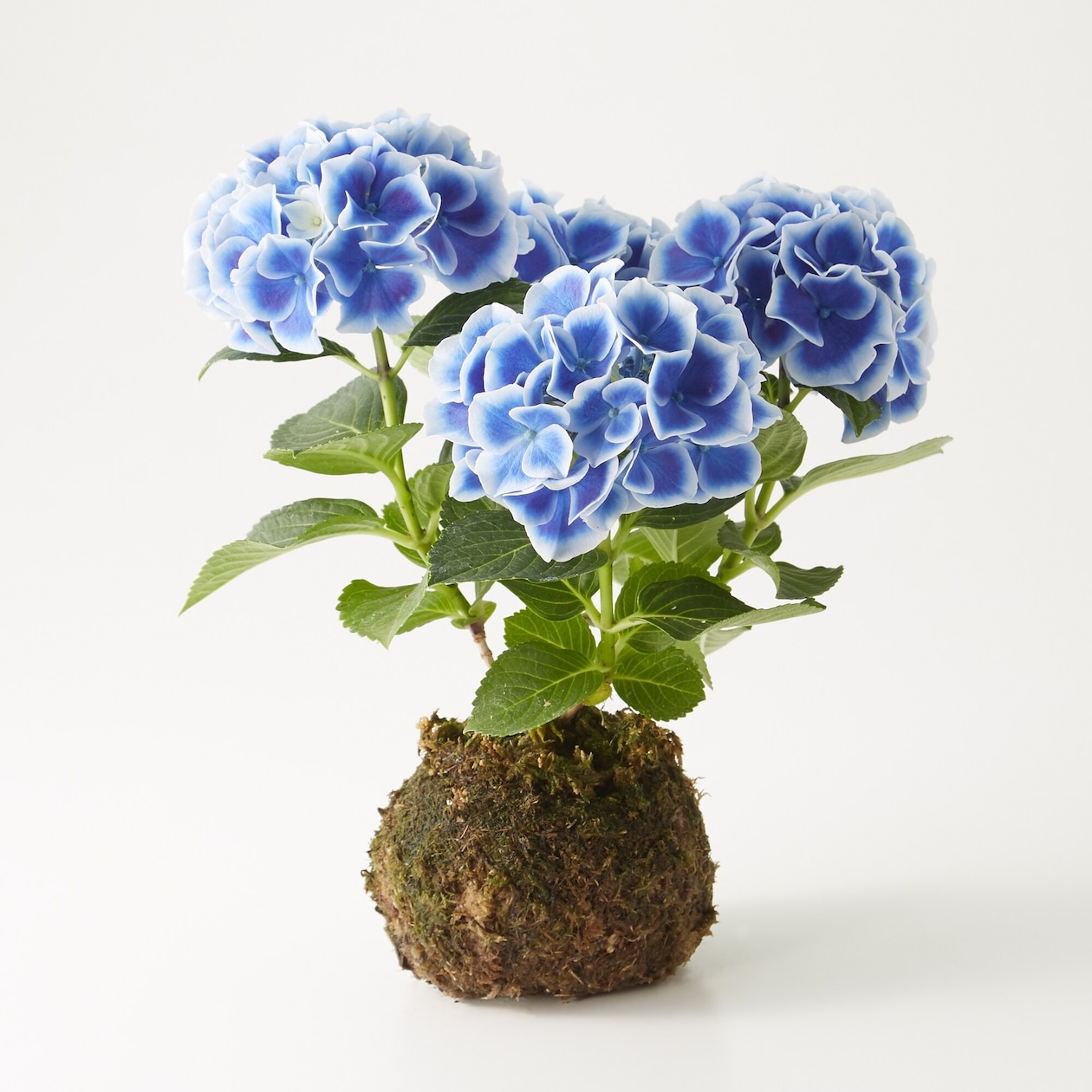 母の日　あじさいの苔玉　ホットチボリ　ブルー