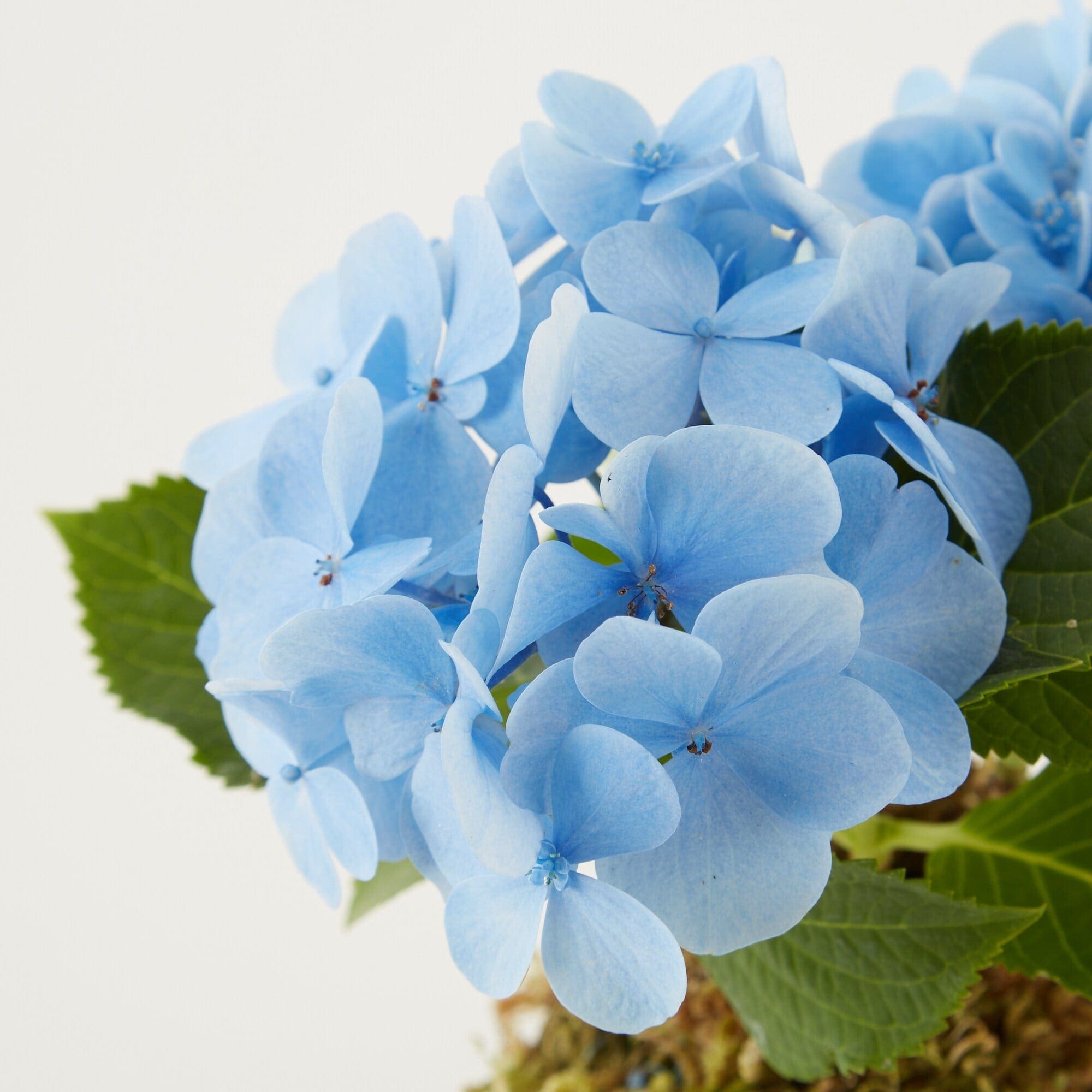 母の日　あじさいの苔玉　ブルー