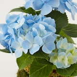 母の日　あじさいの苔玉　ブルー