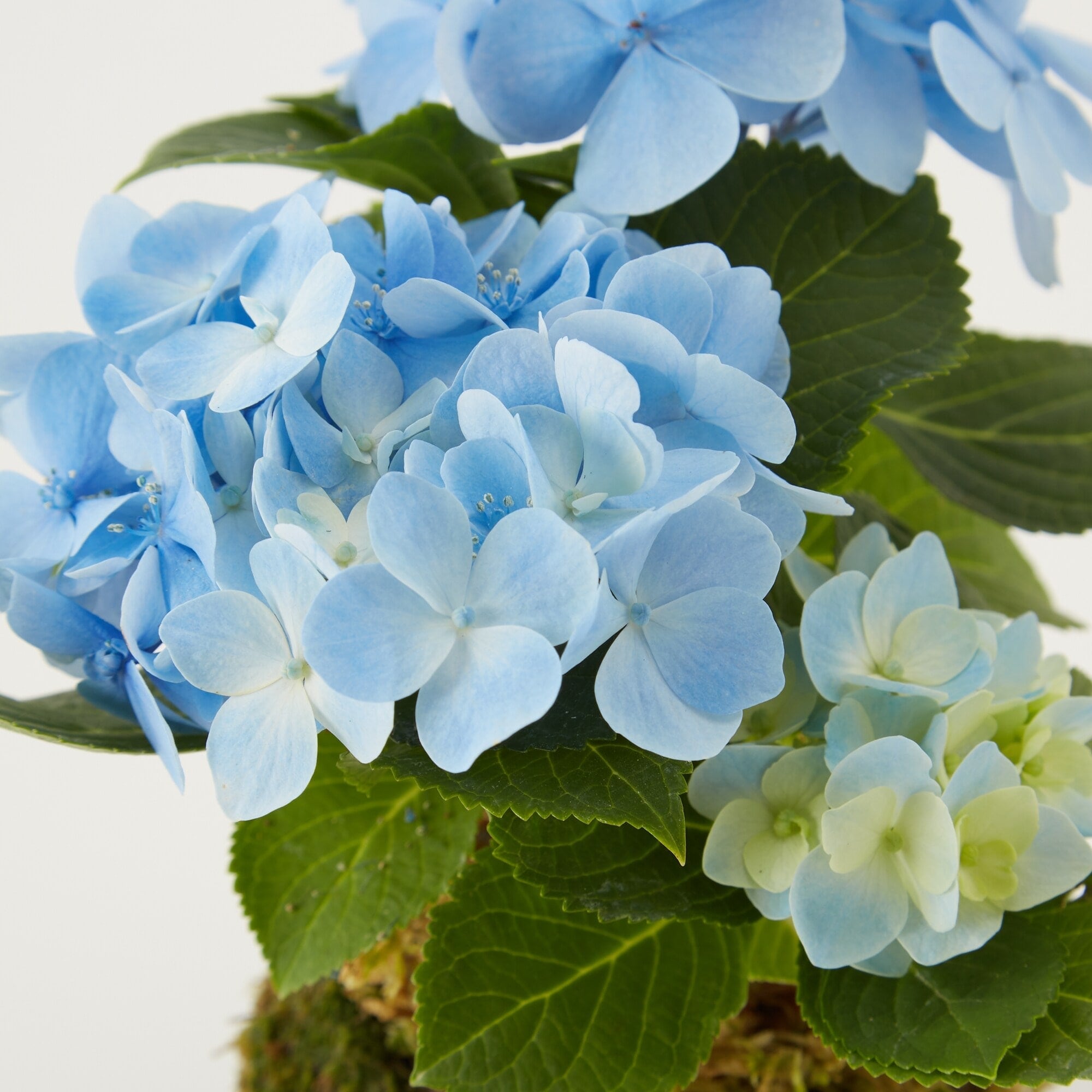 母の日　あじさいの苔玉　ブルー