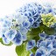 母の日　あじさいの苔玉　ホットチボリ　ブルー