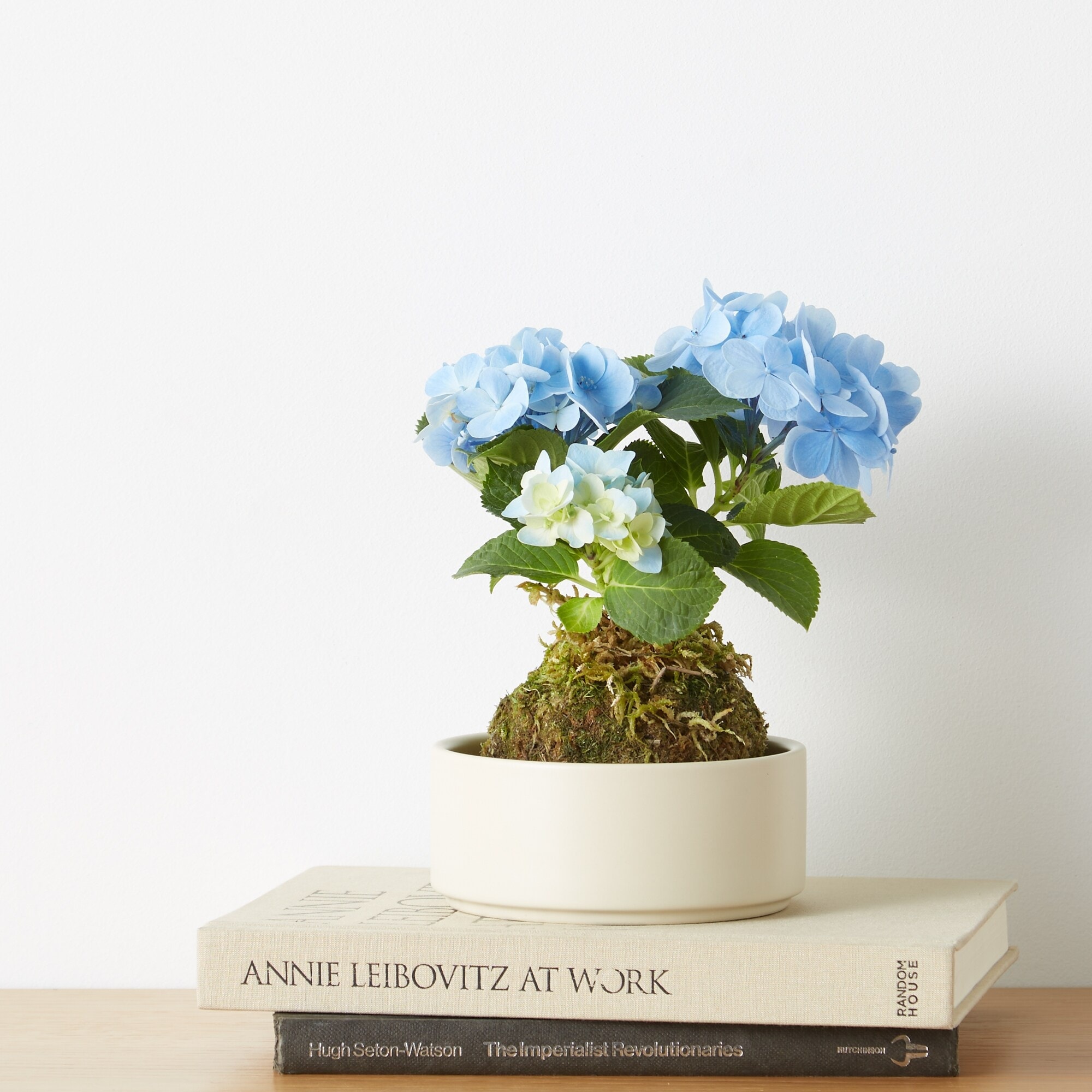 母の日　あじさいの苔玉　ブルー