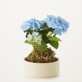 母の日　あじさいの苔玉　ブルー