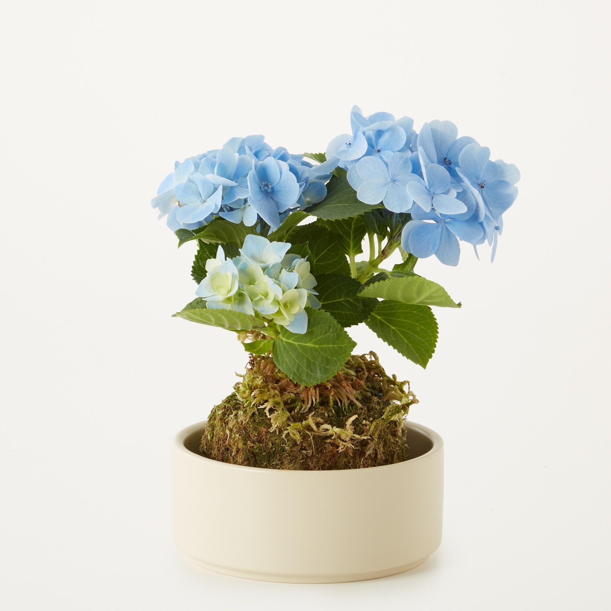 母の日　あじさいの苔玉　ブルー