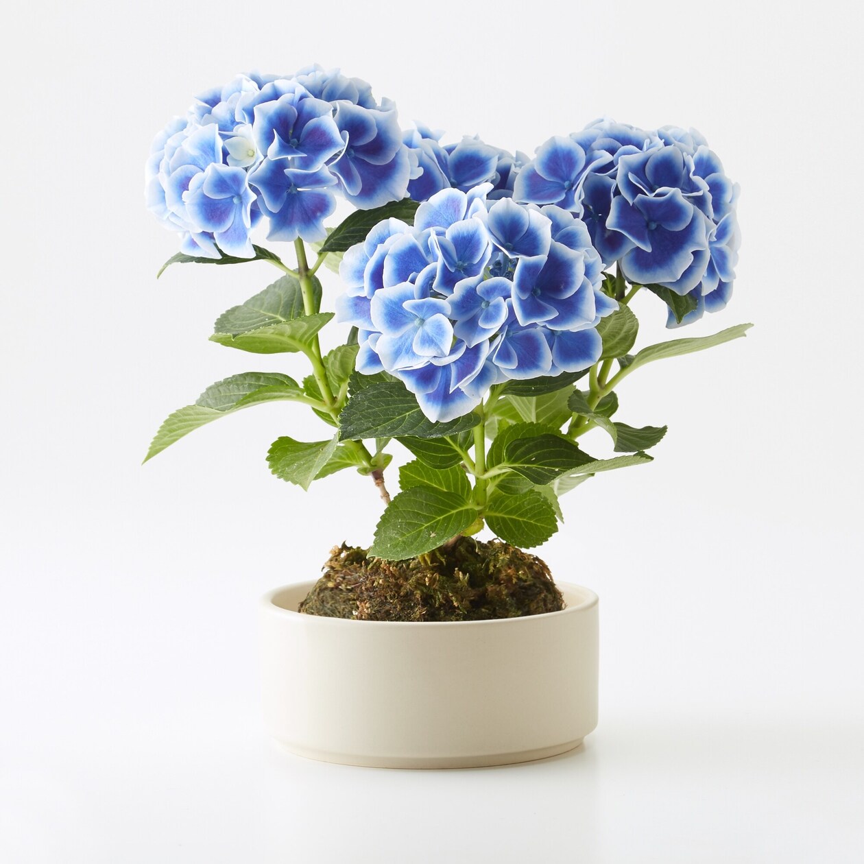 母の日　あじさいの苔玉　ホットチボリ　ブルー