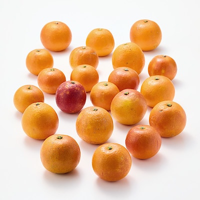 愛媛県産　無茶々園の「ブラッドオレンジ」サイズ混合・約３ｋｇ