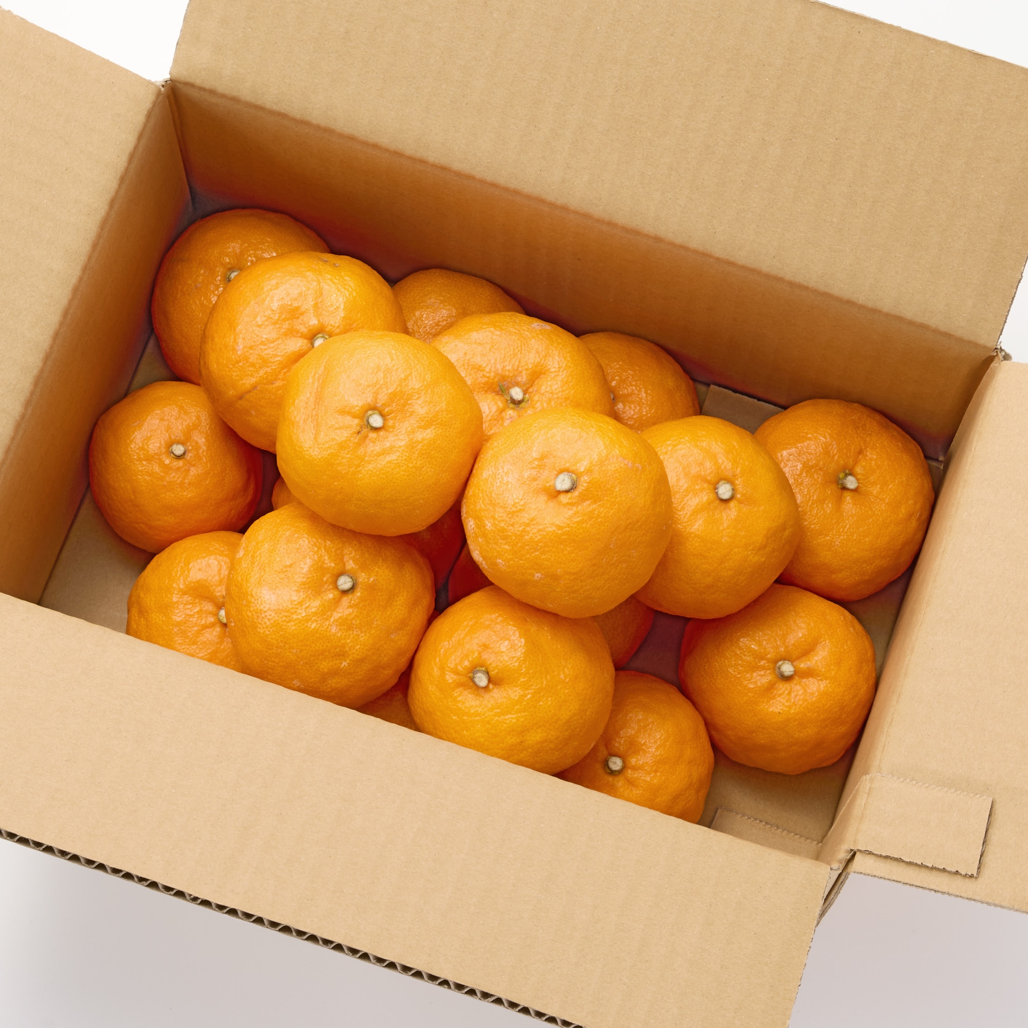 熊本河内産　うきこ農園のみかん「早香」 家庭用・約２ｋｇ