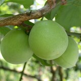 和歌山県産　和歌山県農業協同組合の「古城梅」１ｋｇ（M・L混合）