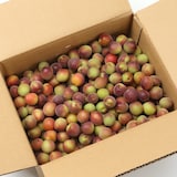 【小梅】和歌山県産　和歌山県農業協同組合の梅「パープルクィーン」１ｋｇ（L～２L混合）