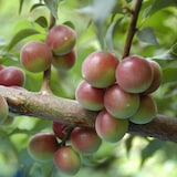 【小梅】和歌山県産　和歌山県農業協同組合の梅「パープルクィーン」１ｋｇ（L～２L混合）