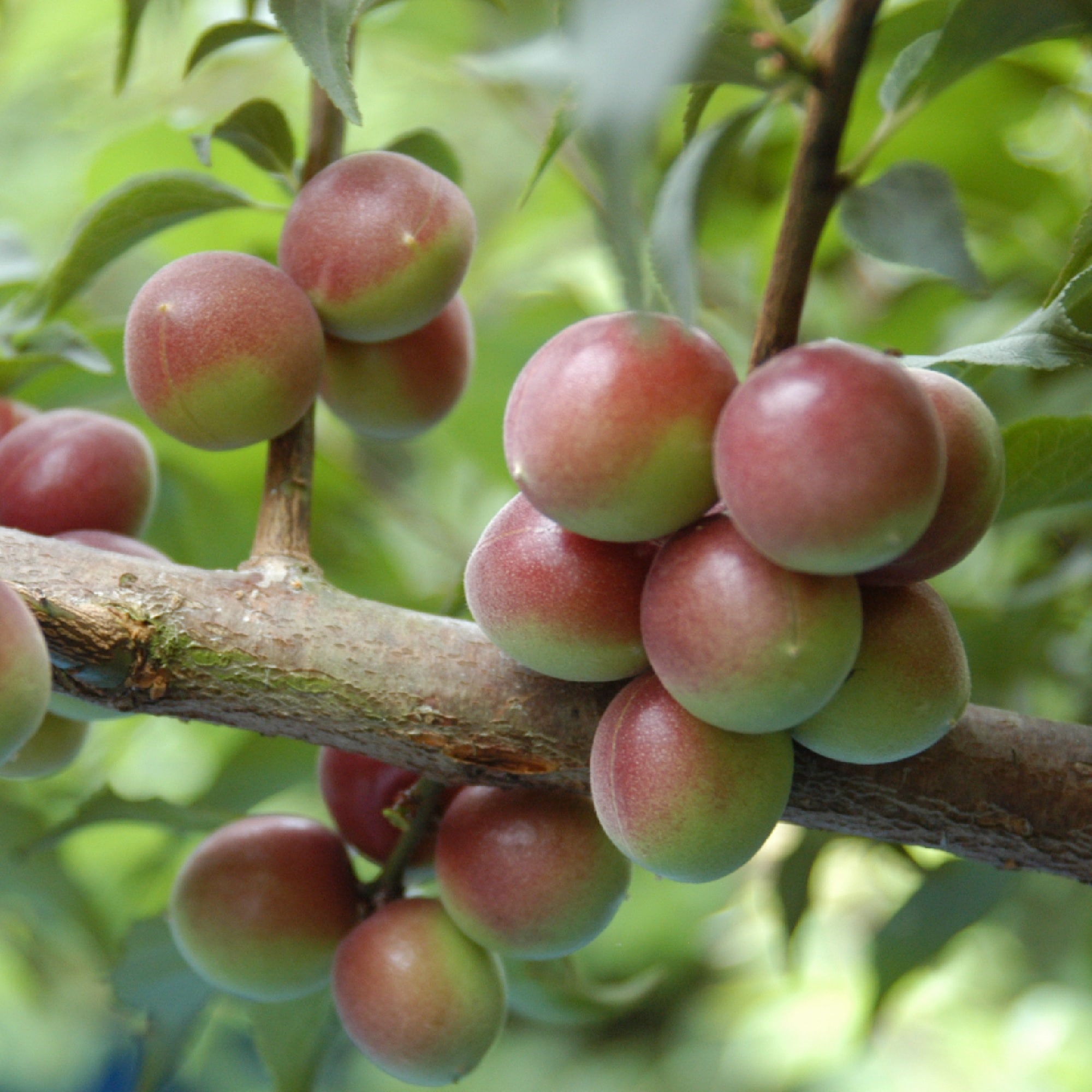 【小梅】和歌山県産　和歌山県農業協同組合の梅「パープルクィーン」１ｋｇ（L～２L混合）