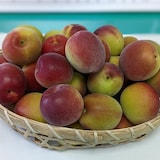 和歌山県産　和歌山県農業協同組合の梅「パープルキング」１ｋｇ（L～４L混合）