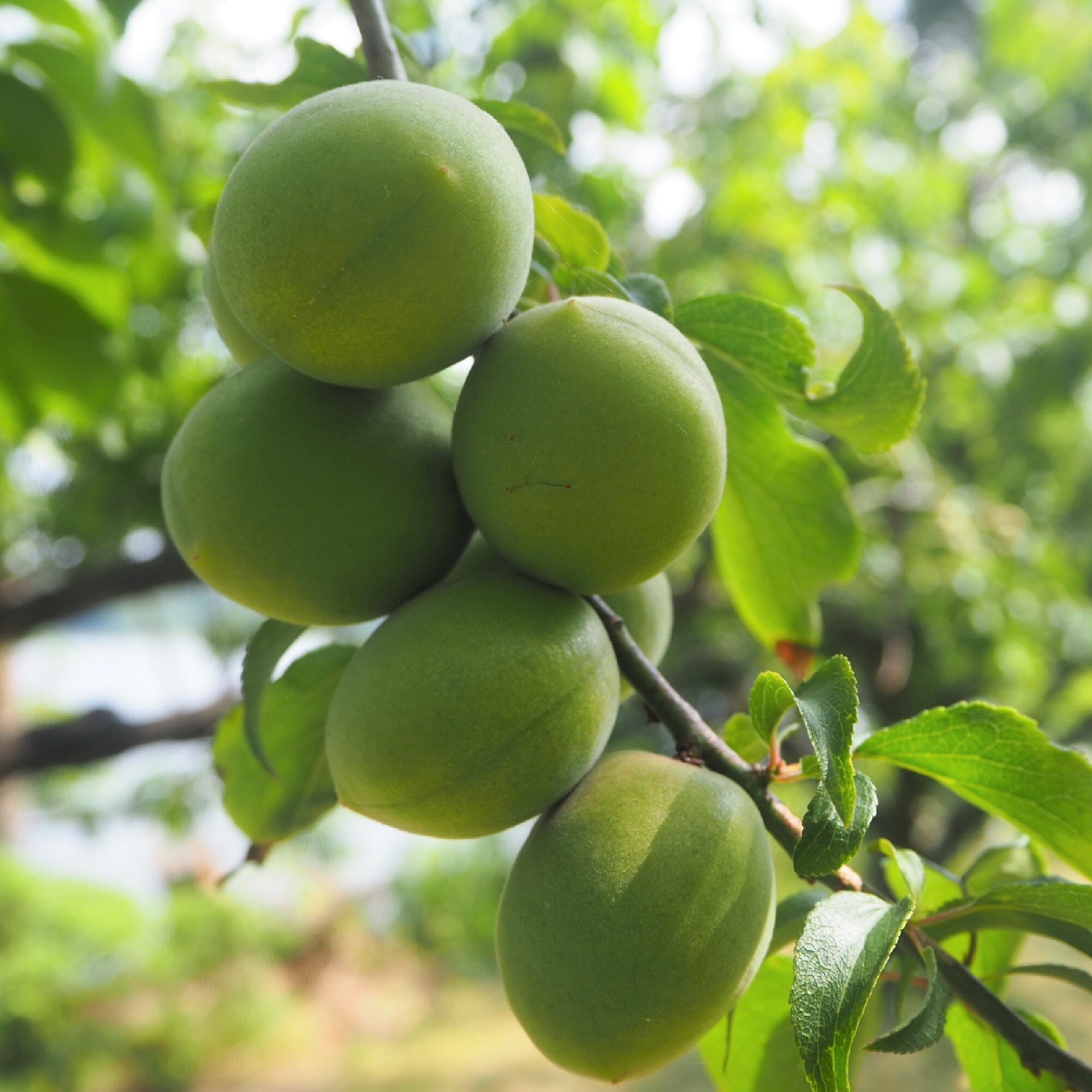 福井県産　福梅の「剣先梅」１ｋｇ（M～３L混合)
