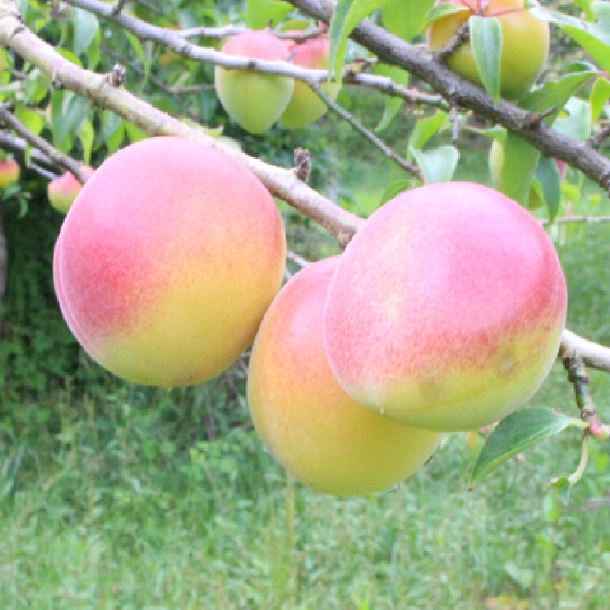 福井県産　福梅の「紅映梅」１ｋｇ（M～３L混合)