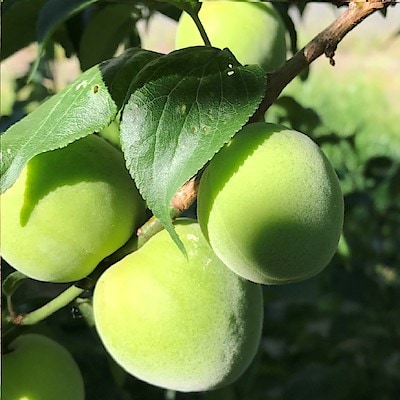 埼玉県産　山口農園の「白加賀梅」１ｋｇ（M～３L混合)