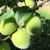 埼玉県産　山口農園の「白加賀梅」１ｋｇ（M～３L混合)