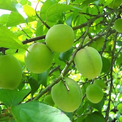 神奈川県産　JAかながわ西湘の梅「十郎梅」１ｋｇ（M～３L混合)