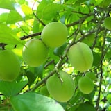 神奈川県産　JAかながわ西湘の梅「十郎梅」１ｋｇ（M～３L混合)