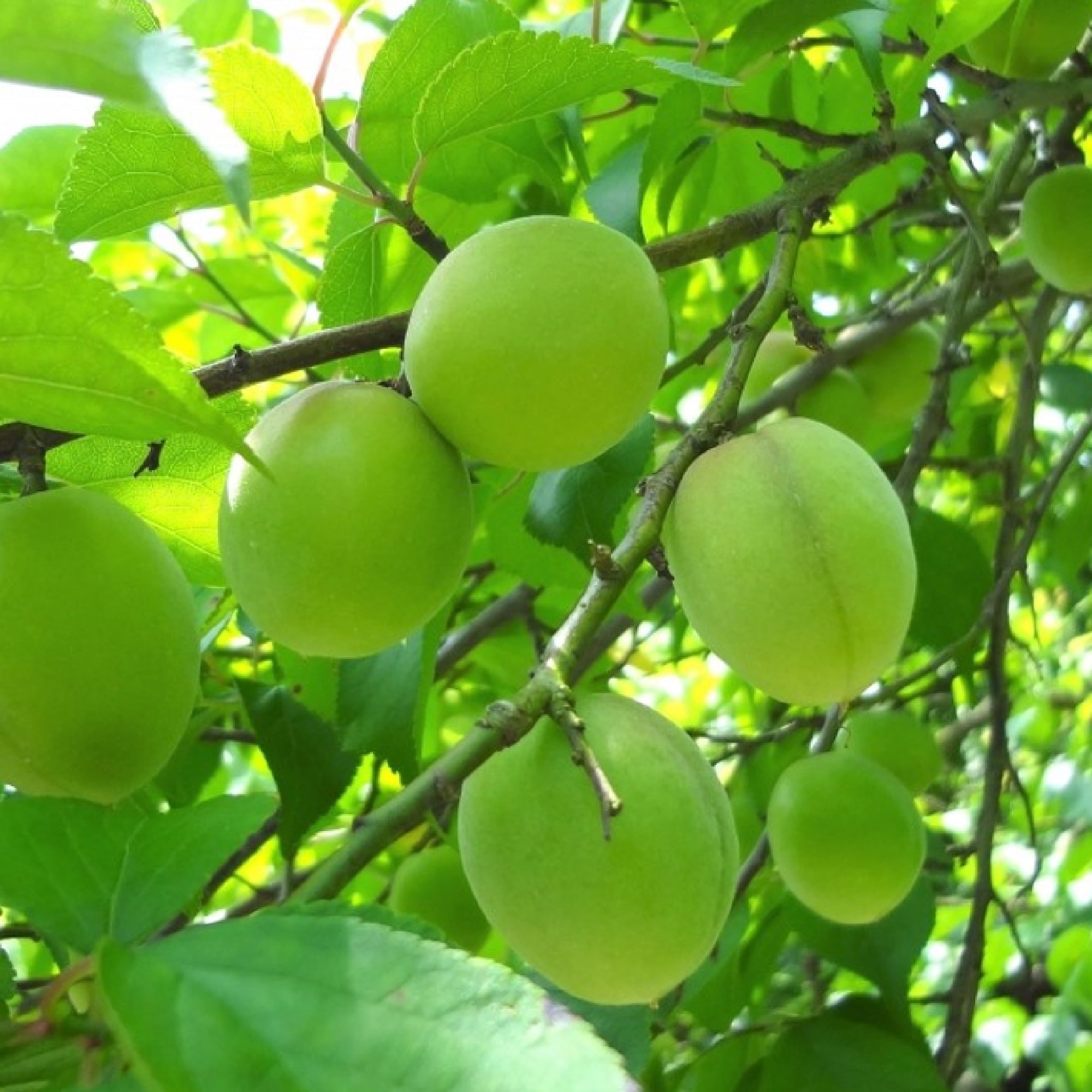 神奈川県産　JAかながわ西湘の梅「十郎梅」１ｋｇ（M～３L混合)
