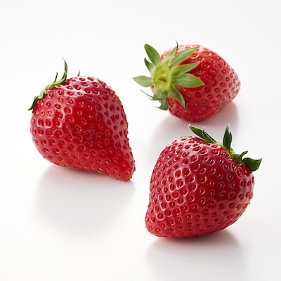 福島県産　松葉園のいちご「とちおとめ」　１２～１５玉