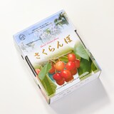 福島県産　大友農園の「さくらんぼ（早生種）」　家庭用（M～2Lサイズ混合）　５００ｇ