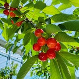 福島県産　大友農園の「さくらんぼ（佐藤錦または紅秀峰）」　家庭用（M～2Lサイズ）　５００ｇ