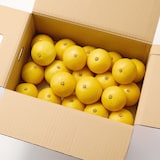 福岡県産　いわくま果樹園の「日向夏」　約４．５ｋｇ