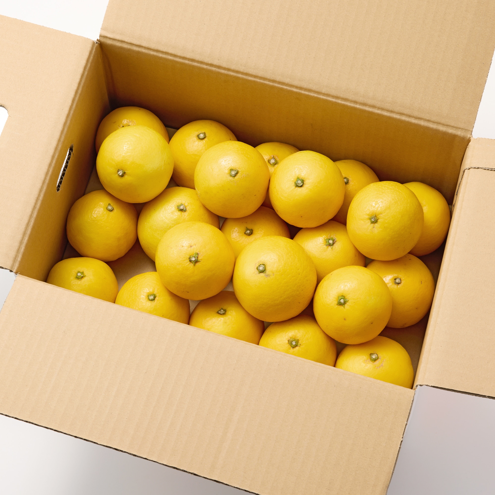 福岡県産　いわくま果樹園の「日向夏」　約４．５ｋｇ