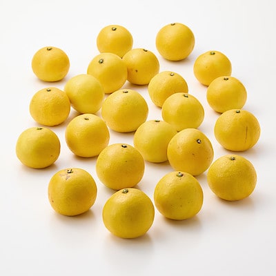 福岡県産　いわくま果樹園の「日向夏」　約４．５ｋｇ