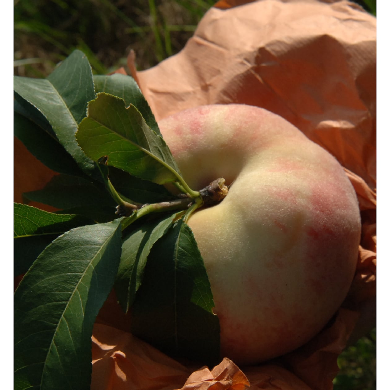 【３回お届け】岡山県　総社もも生産組合の桃　食べ比べ　約１ｋｇ（３～４玉）×３回