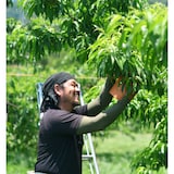 岡山県　総社もも生産組合の桃「恋みらい」　約９００ｇ（４～６玉）
