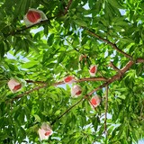福島県国見町産　桃「紅国見」約２ｋｇ