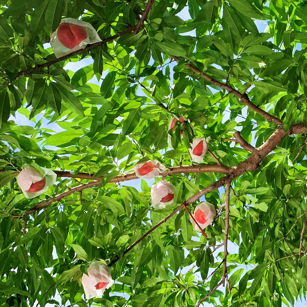 福島県国見町産　桃「紅国見」約２ｋｇ