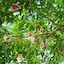 福島県国見町産　桃「紅国見」約２ｋｇ