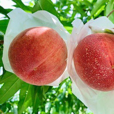 福島県国見町産　桃「紅国見」約２ｋｇ