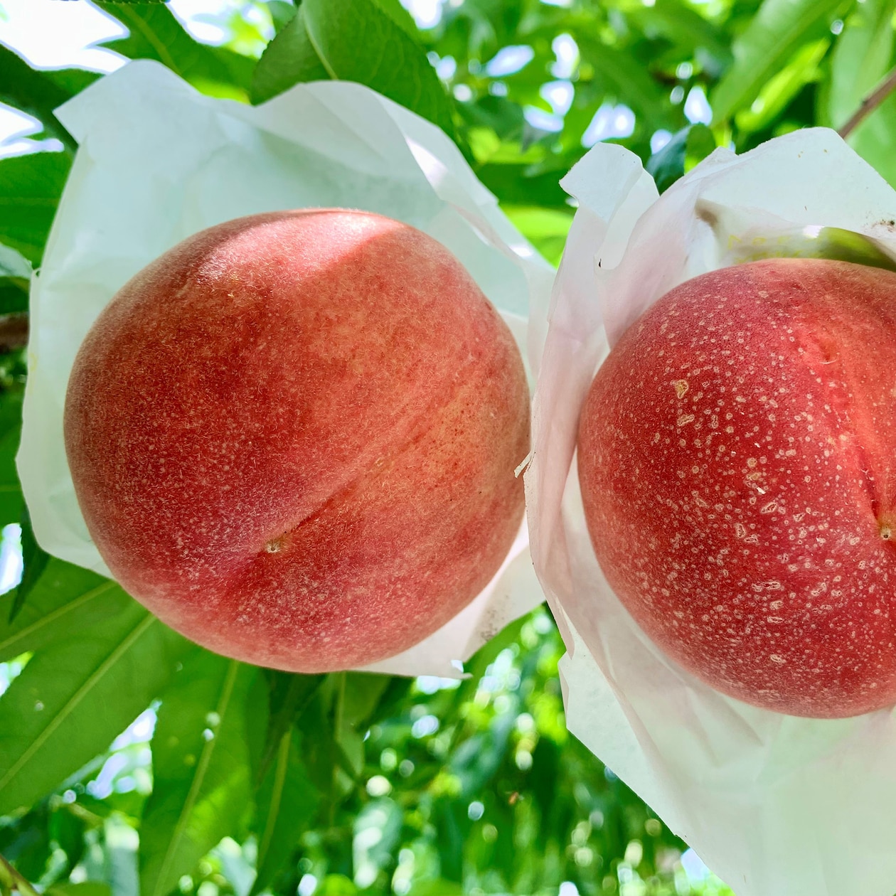 福島県国見町産　桃「紅国見」約２ｋｇ