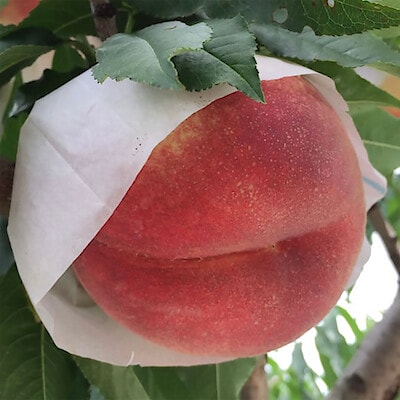 福島県産　たかはし果樹園の桃「さくら白桃」家庭用・約1.5kg