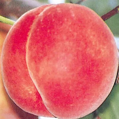 福島県産　たかはし果樹園の桃「まるみ白桃」家庭用・約1.5kg